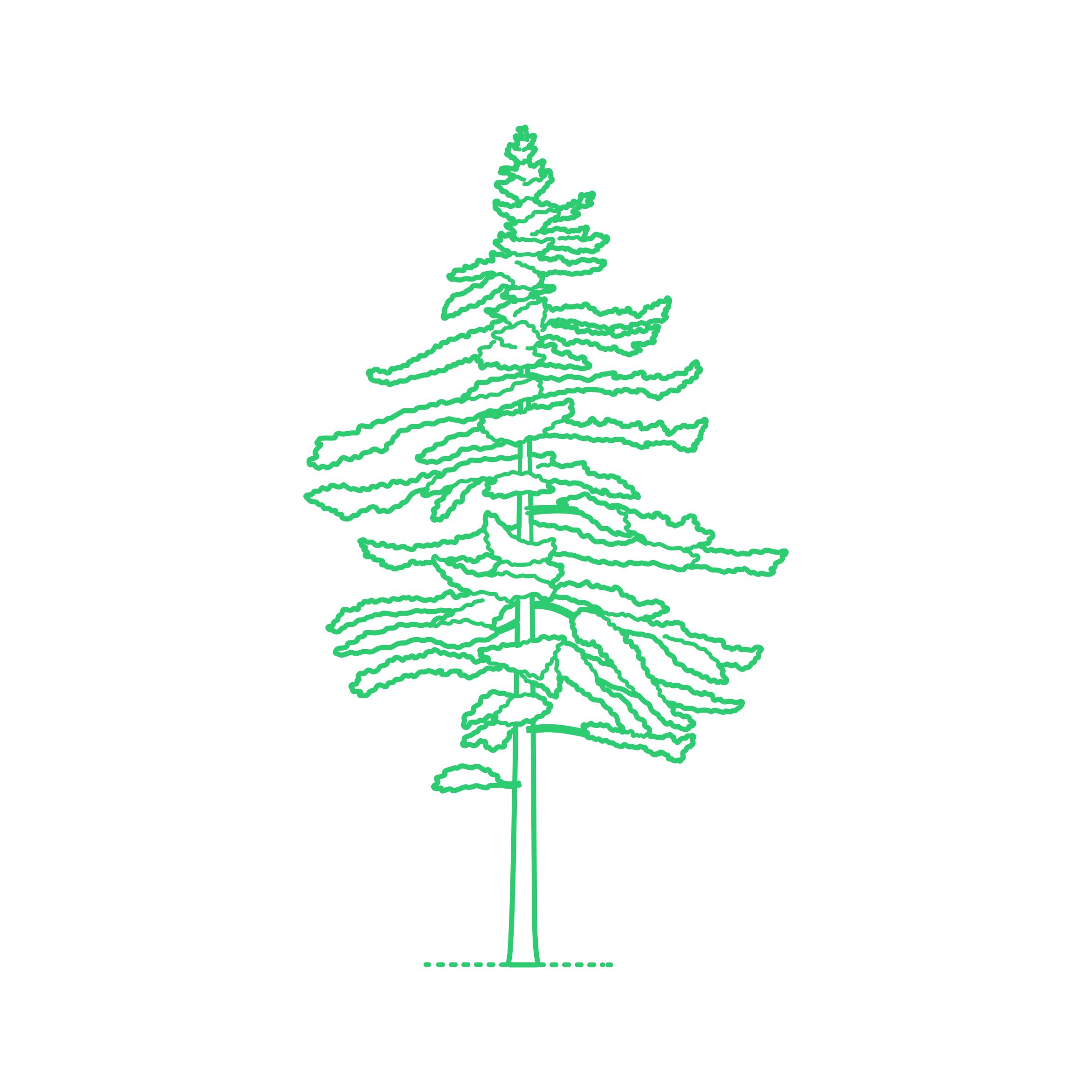 Plants False Hemlocks Bigcone Douglas Fir Sketch Svg Vector Free Vectors